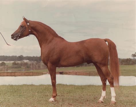 From our Arieana Notebook Treasured within the CMK Heritage as one of the foundation mares for Wilfrid Scawen Blunt&x27;s and Lady Anne Blunt&x27;s Crabbet Stud in England. . Crabbet arabian